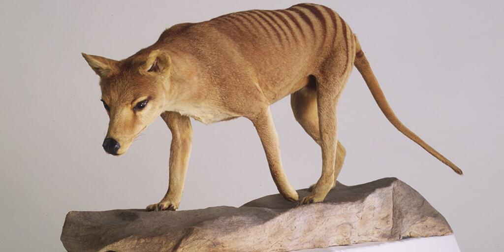 Tasmanian Tiger: A Vanished Species | AMNH