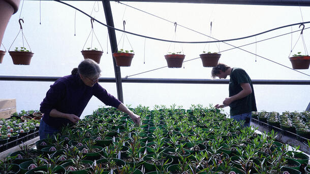 Two people stand on two sides of a long table covered in potted plants inside a greenhouse.