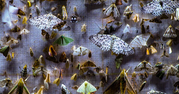 Many pinned butterfly and insect specimens on a gridded surface.