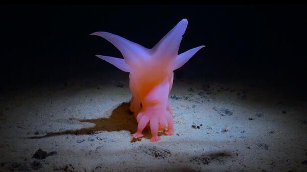 A deep sea creature on the ocean floor with spiky protrustions.