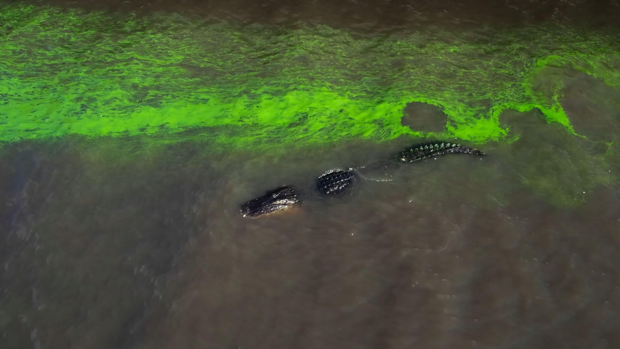 An alligator swims in murky water. 
