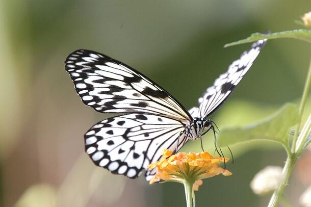 Paper kite butterfly