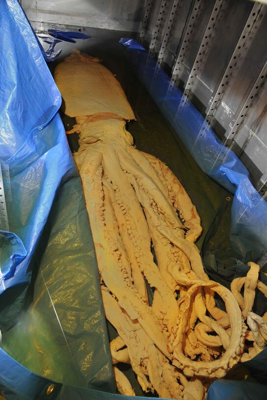 Giant Squid Specimen