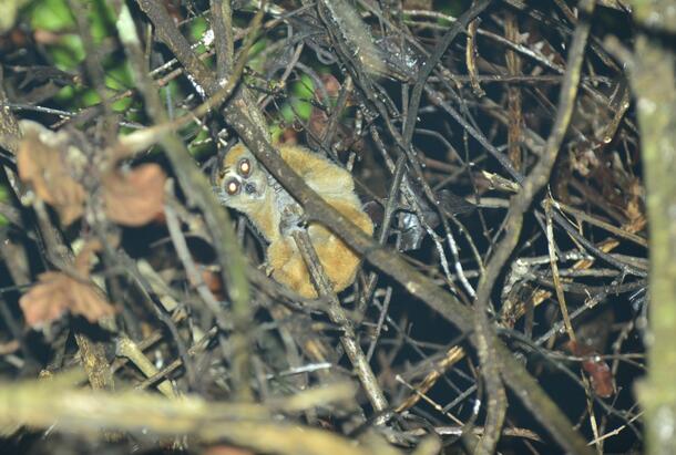 Pygmy loris lies beneath a nest of branches.