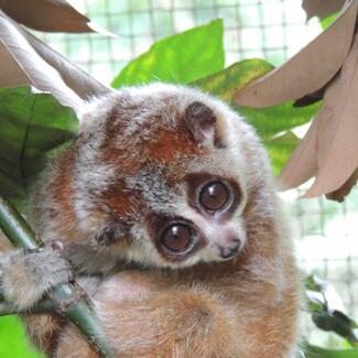 Pygmy slow loris grasps a slim tree branch.