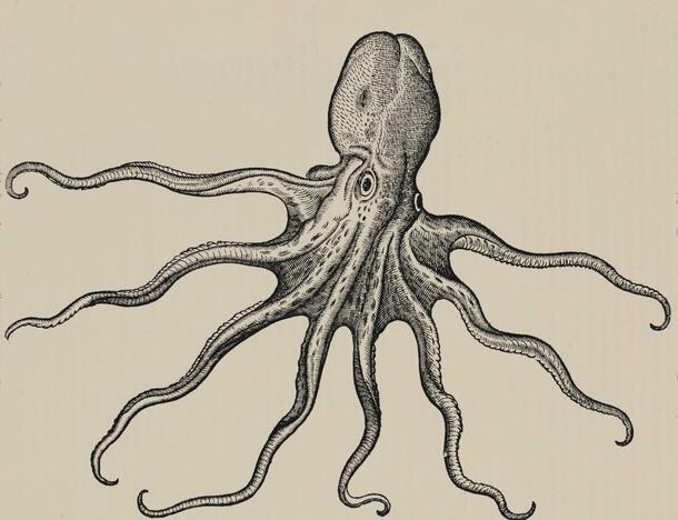 Octopus engraving