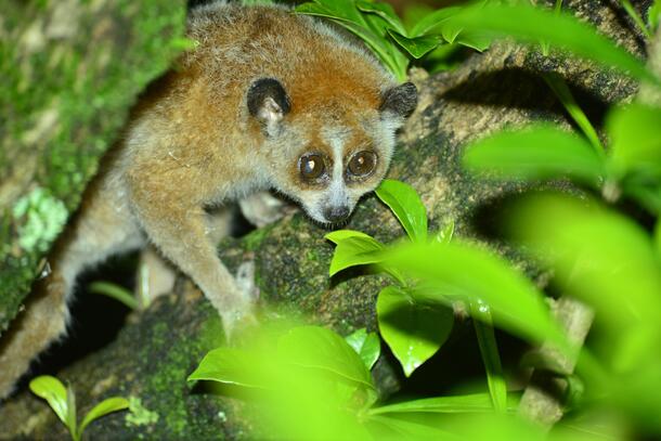 Pygmy slow loris sits on a tree branch and peers through the leaves.