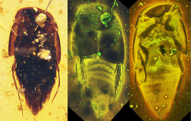 Mesoymbion rove beetle fossil suspended in amber (left); laser scanning shows x-ray views of the beetle (right).