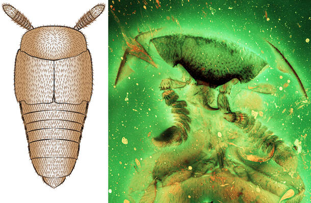 Drawing of a beetle with two thick antenna and armored-looking head and body (left); x-ray view of Mesoymbian's head (right).