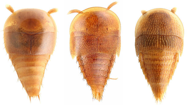 Three modern rove beetles display their horseshoe-crab-shaped heads and scaled bodies.