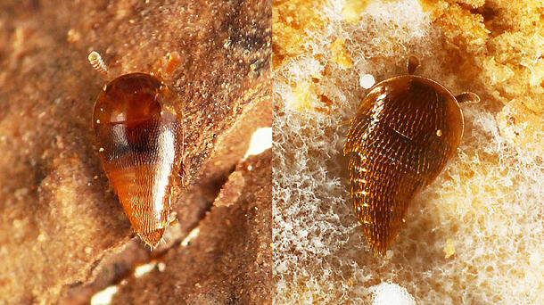 Detailed view of Schedolimulus (left) and Termitodiscus (right) as they cling to the honeycombed walls of termite nests.