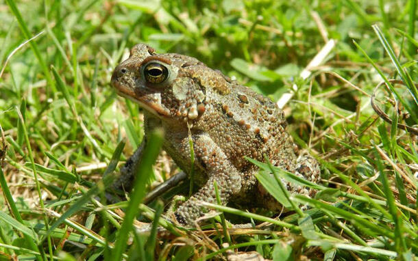 American toad surrounded by blades of grass.