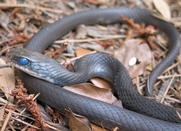 Eastern racer snake curled up on dried leaves.