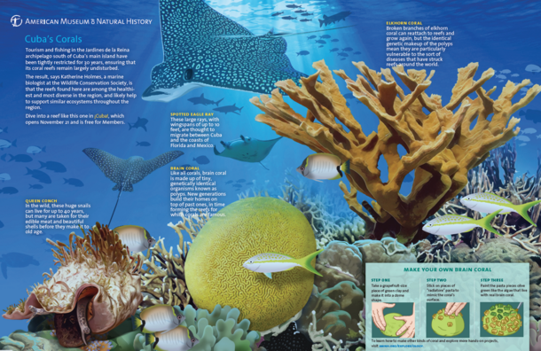 Double page spread from Rotunda Magazine featuring illustrations and text on corals and how to make a model of your own.