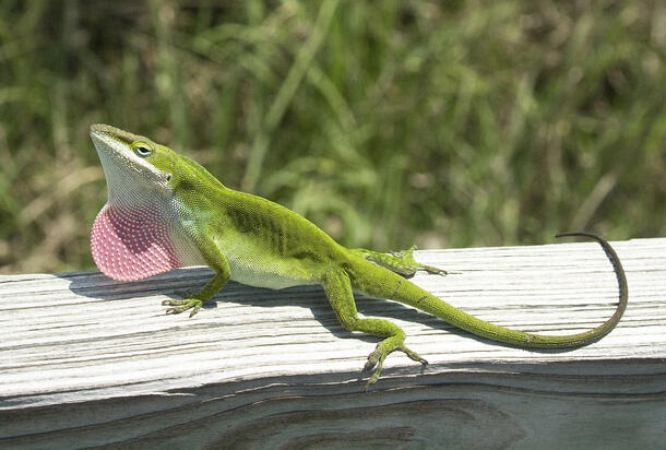 Carolina anole basks in the sun atop a wooden structure set in a grassy area.