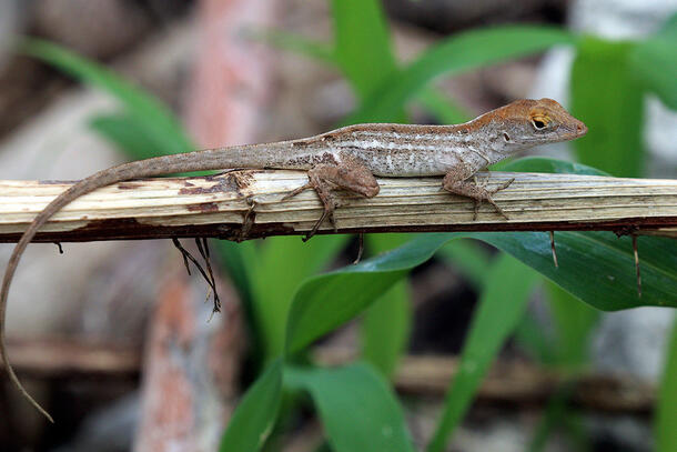 Small Cuban brown anole perches on the branch of a plant.