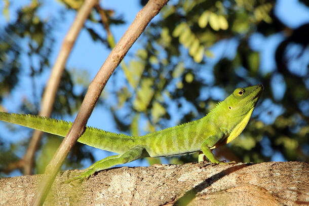Jamaican giant anole perches in the sun on the bough of a leafy tree.