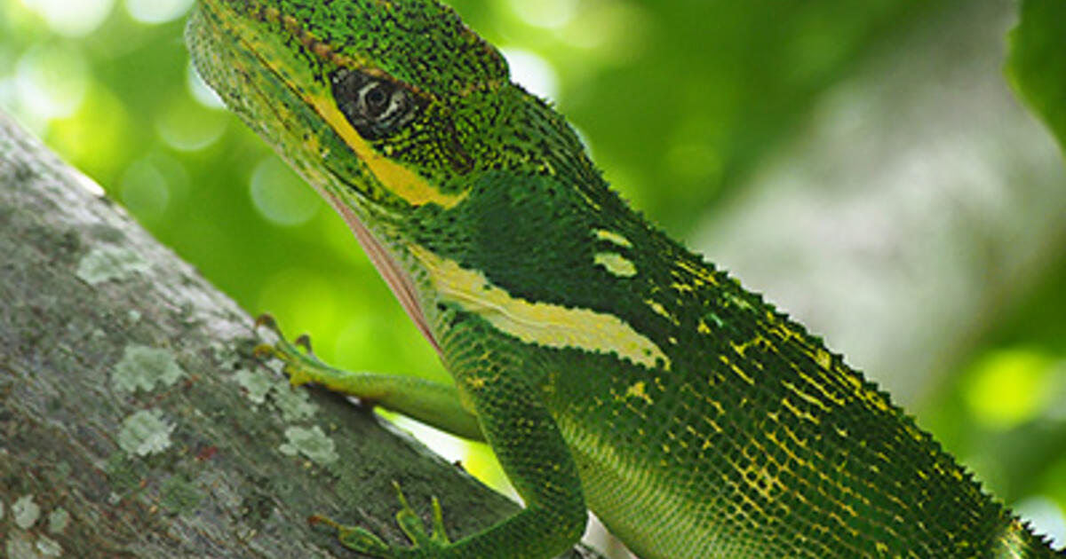 animals of cuba amazing anoles amnh