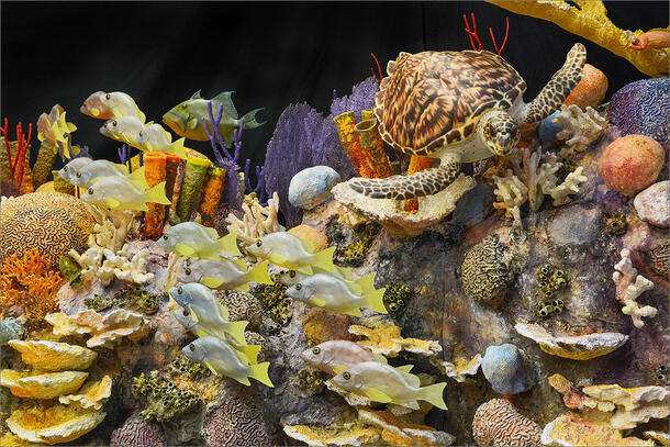 Coral reef model shows a variety of coral in different shapes and colors as well as a school of fish and hawksbill turtle swimming by.