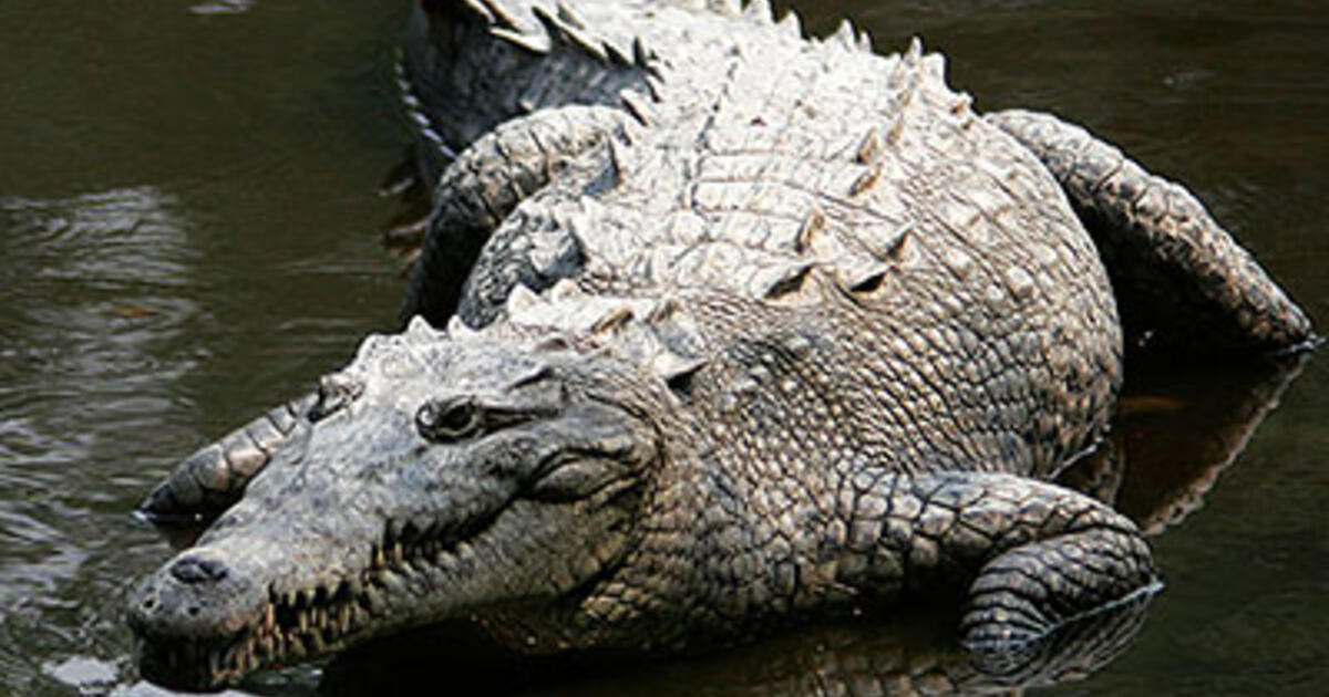 crocodile conservation on wetlands day amnh