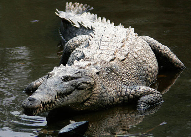 American crocodile, with feet submerged, rests in shallow water.