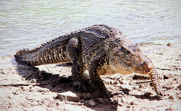 Cuban crocodile emerges from the water and walks onto the sandy, rocky shoreline.