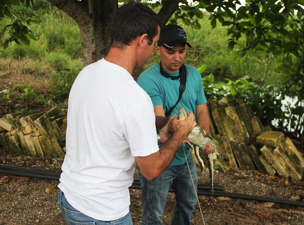 Two researchers in an outdoor, wetlands environment hold a baby crocodile.
