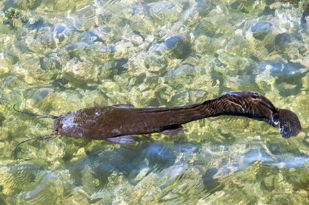 Overhead view of catfish swimming in clear, shallow water over a pebbly bottom.