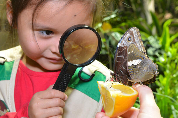 Child looks through magnifying glass at a butterfly drinking from an orange slice.