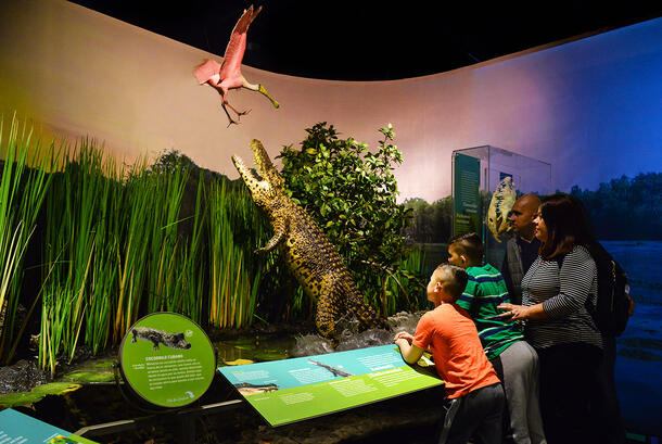 Two adults and two children view a re-creation of a crocodile leaping out of a swamp to grab a spoonbill flying overhead.