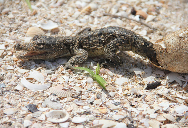 Newborn crocodile crawls out of its egg onto a sandy area covered with broken seashells.