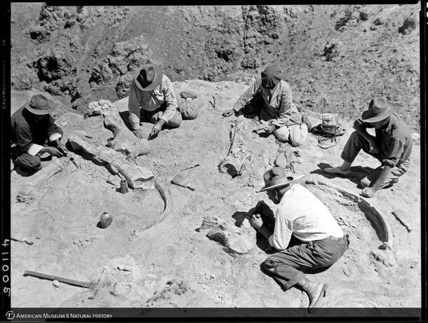 5 researchers seated on the desert floor examine dinosaur bones which include a rib bone, lower jaw, humerus, femur and toe bone.