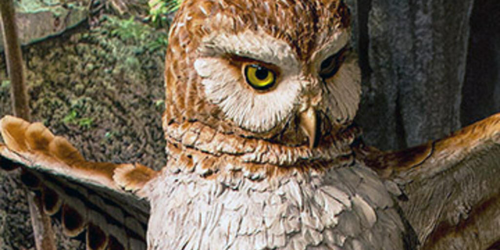 Ornimegalonyx: Extinct Giant Owl of Cuba | AMNH