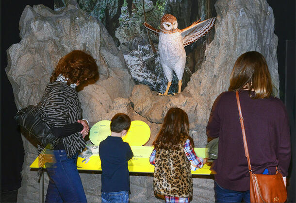 Two adults and two children read the signs in front of the owl display.