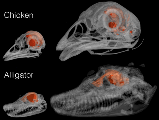 3D X-ray CT scans comparing chicken and alligator skulls, showing how the skull encases the brain of each.
