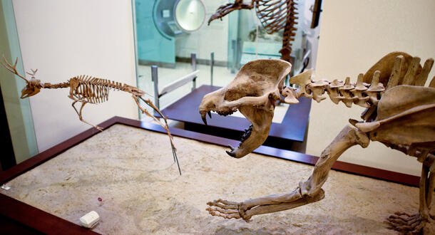 A fossil specimen of the beardog Amphicyon ingens in the Museum’s fourth-floor fossil halls.