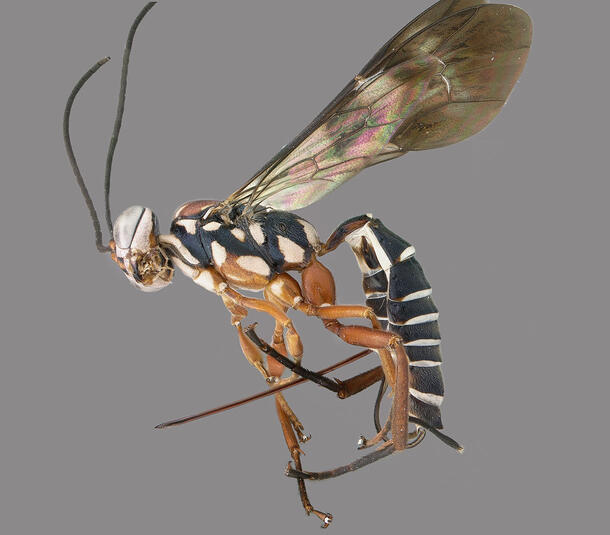 Extreme close-up of a wasp, showing its wings, legs and spotted body in great detail.