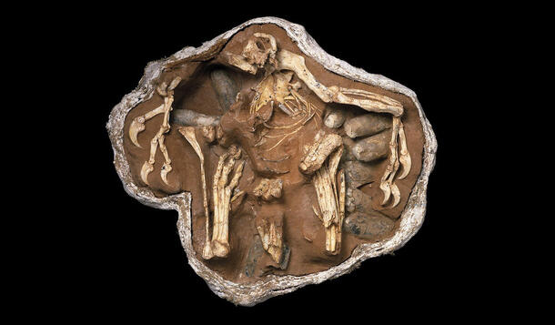 A model of an oviraptor nest shows a Citipati dinosaur in a brooding posture.