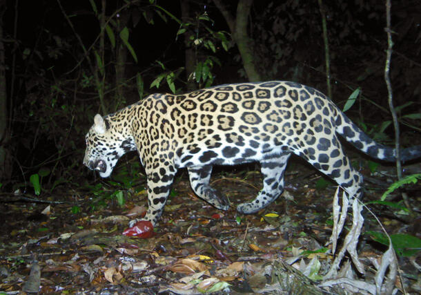 Jaguar slinks through the woods.