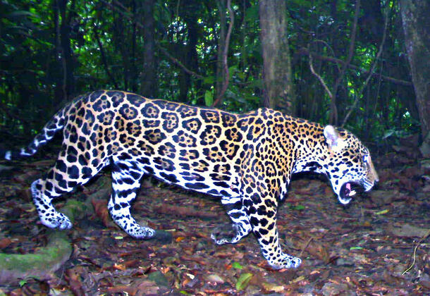 Jaguar slinks through the woods.
