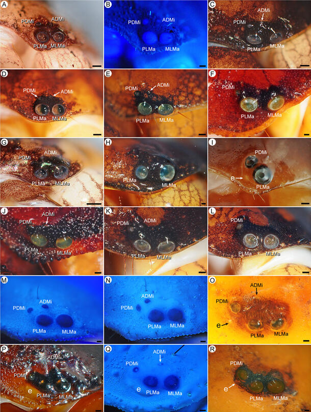 Eighteen close-ups of scorpion eyes.