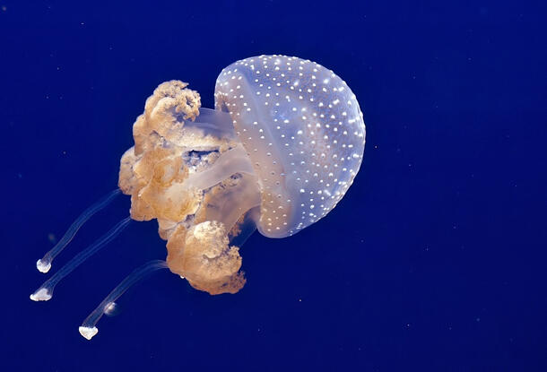 A translucent mushroom-shaped jellyfish swims underwater.