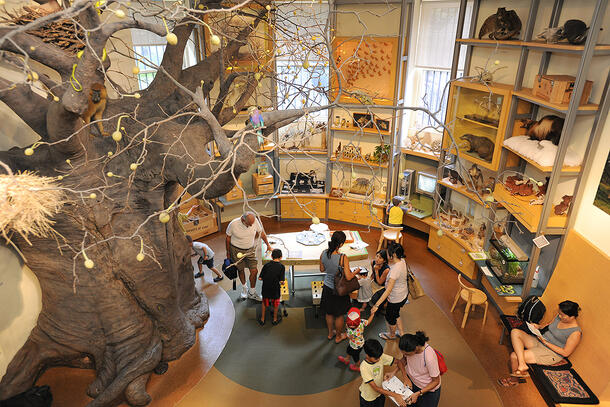 Aerial view of the Discovery Room shows the life-sized baobab tree on the left and adults and children gathered around books and tables.