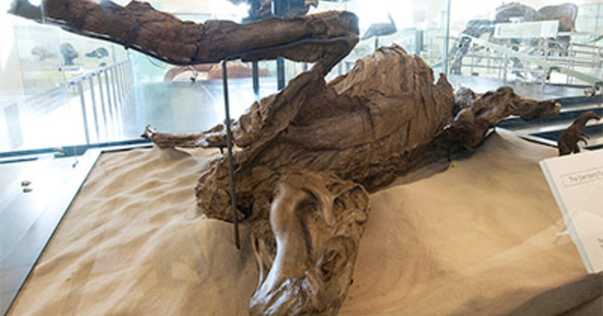 hadrosaur mummy