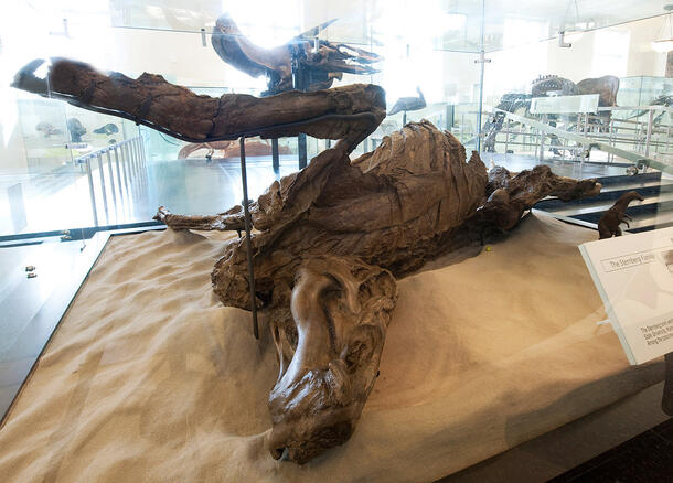 Fossilized mummy of a duck-billed dinosaur lying on its side on display at the Museum.