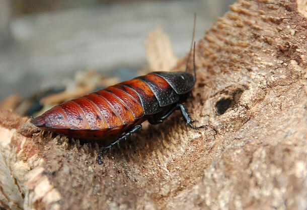 Hissing cockroach sits on a piece of bark.