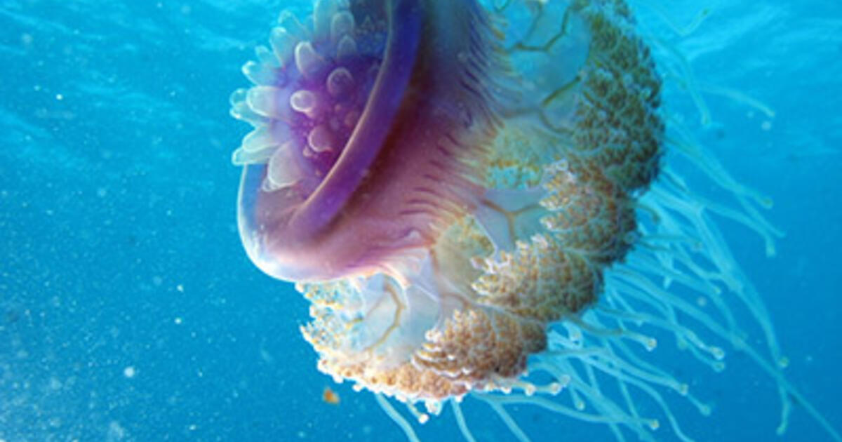 What Are Jellies? Cnidarians and Ctenophores AMNH