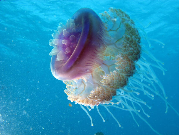 Multi-tentacled jellyfish floats undersea.