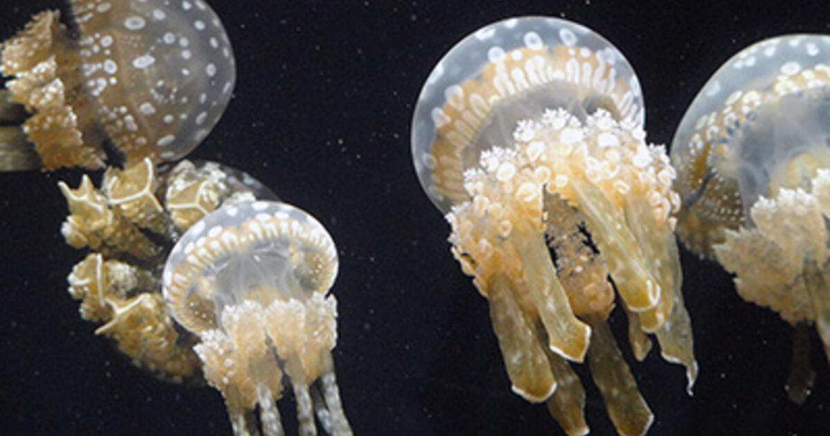 Three Curious Facts About Jellyfish AMNH