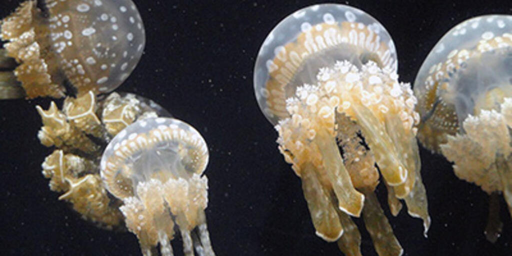 Three Curious Facts About Jellyfish Amnh